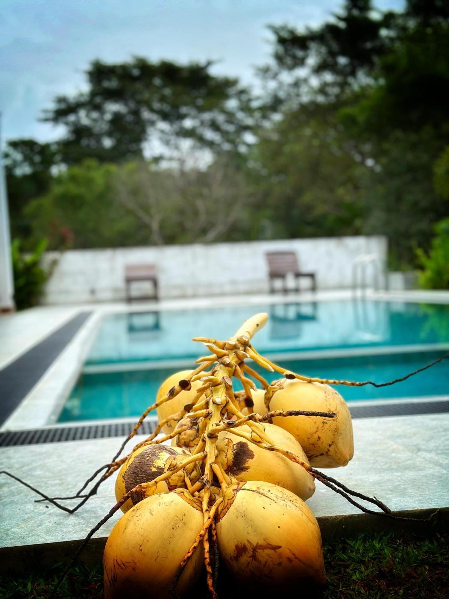 Finch แทนกาลเล ภายนอก รูปภาพ